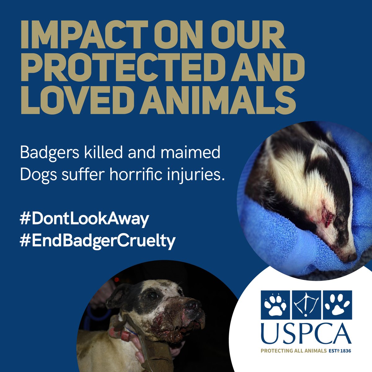 Badger Baiting has a horrific effect on all of the animals involved. 

Don't look away!

#EndBadgerCruelty #EndBadgerBaiting #AnimalsMatter #USPCA