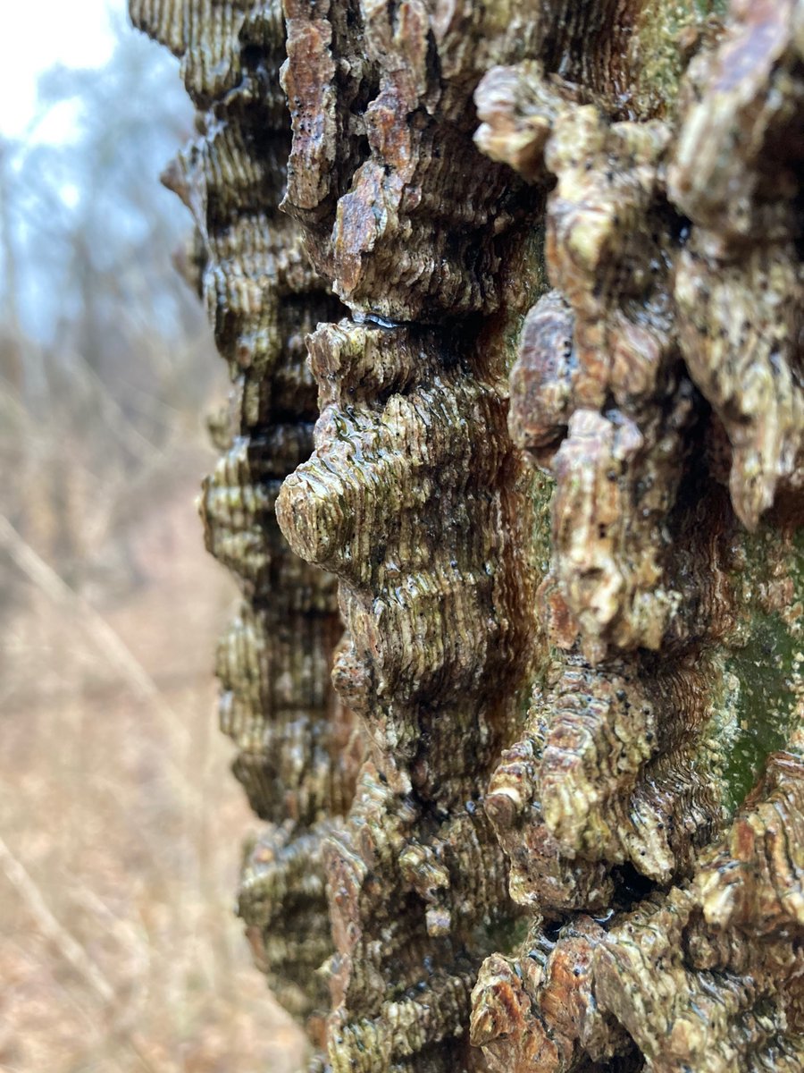 BrK_The_Matrix's tweet photo. Look at this cool tree I found. https://t.co/p5hXiXtA1m