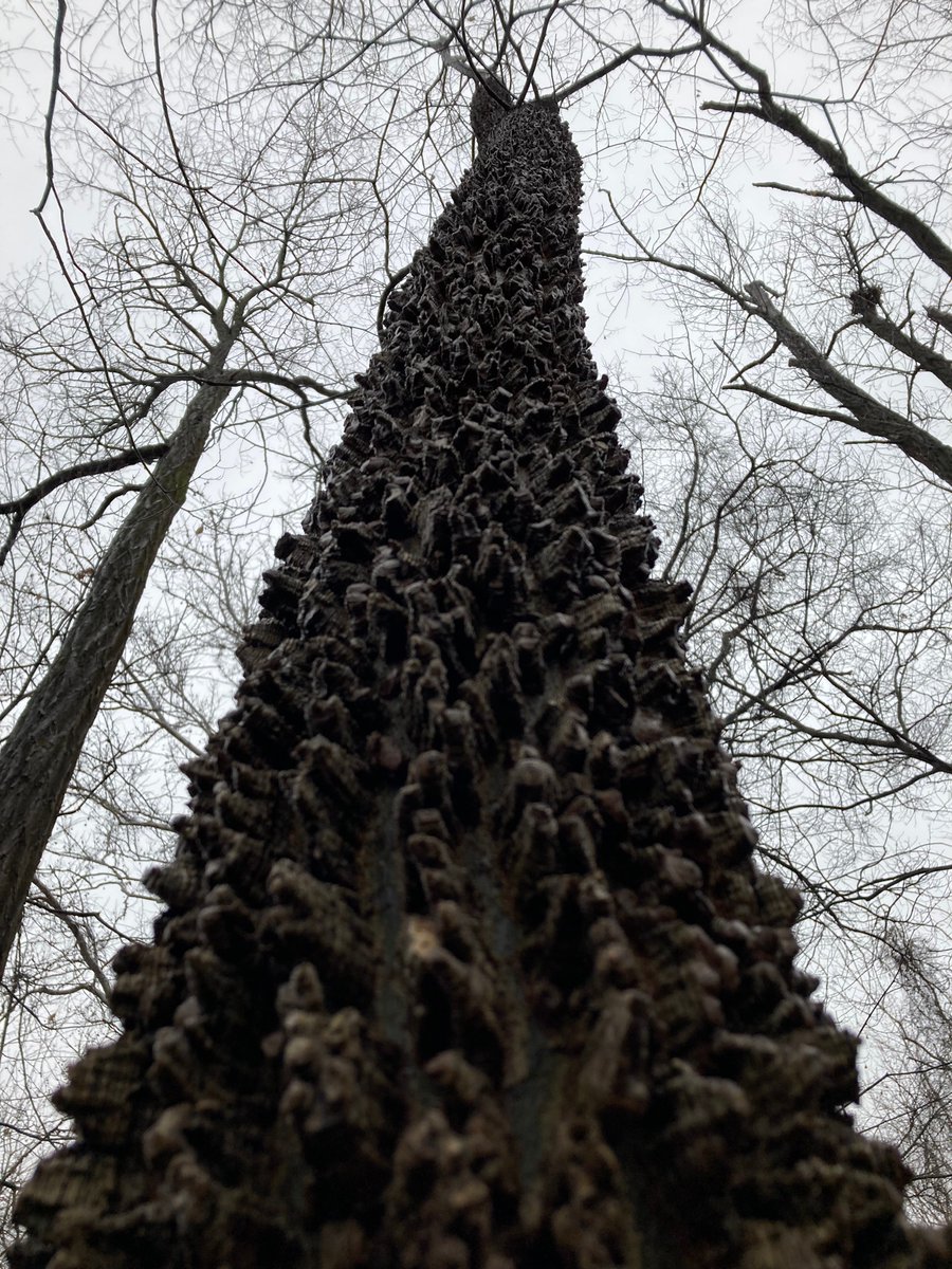 BrK_The_Matrix's tweet photo. Look at this cool tree I found. https://t.co/p5hXiXtA1m