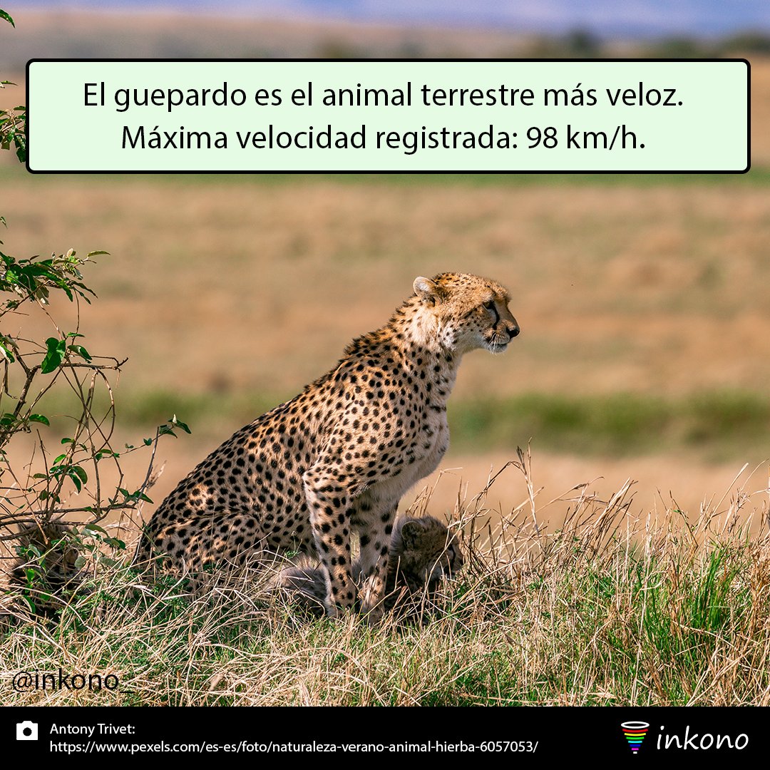 inkono_'s tweet photo. El guepardo es el animal terrestre más veloz. 

El récord mundial con 98 km/h lo tiene una hembra de guepardo, llamada Sarah, que vive en el zoo de Cincinnati. 

Se cree que pueden alcanzar los 120 km/h.

#curiosidades #guepardo #curiosidadesanimales https://t.co/NSLTH9wjtE