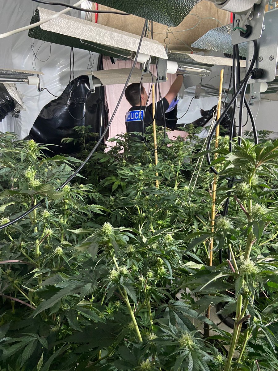 SStaffsPolice's tweet photo. As a result of intelligence and joint agency work, a large cannabis grow has been located by officers in #LowerPenn, South Staffordshire with an estimated street value of ยฃ180,000. https://t.co/6xTTioH837