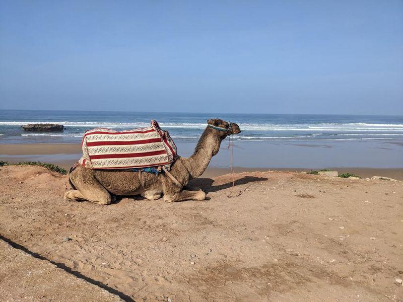 originalsurfmor's tweet photo. Waiting for the waves 🌊🐪
#surfing #surfvibes #waves #ocean #surftip #surfmorocco
@SurfersRoom https://t.co/EzOenqvQgj