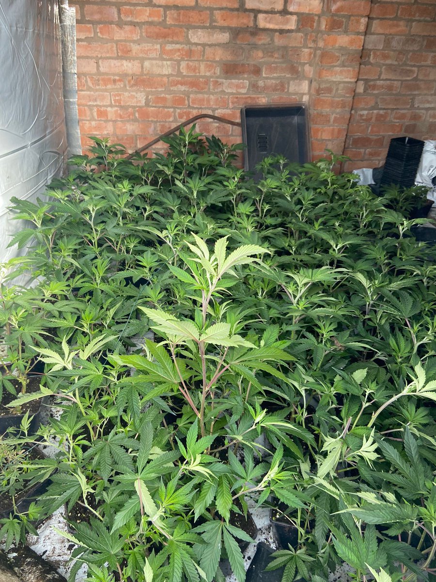 SStaffsPolice's tweet photo. As a result of intelligence and joint agency work, a large cannabis grow has been located by officers in #LowerPenn, South Staffordshire with an estimated street value of ยฃ180,000. https://t.co/6xTTioH837