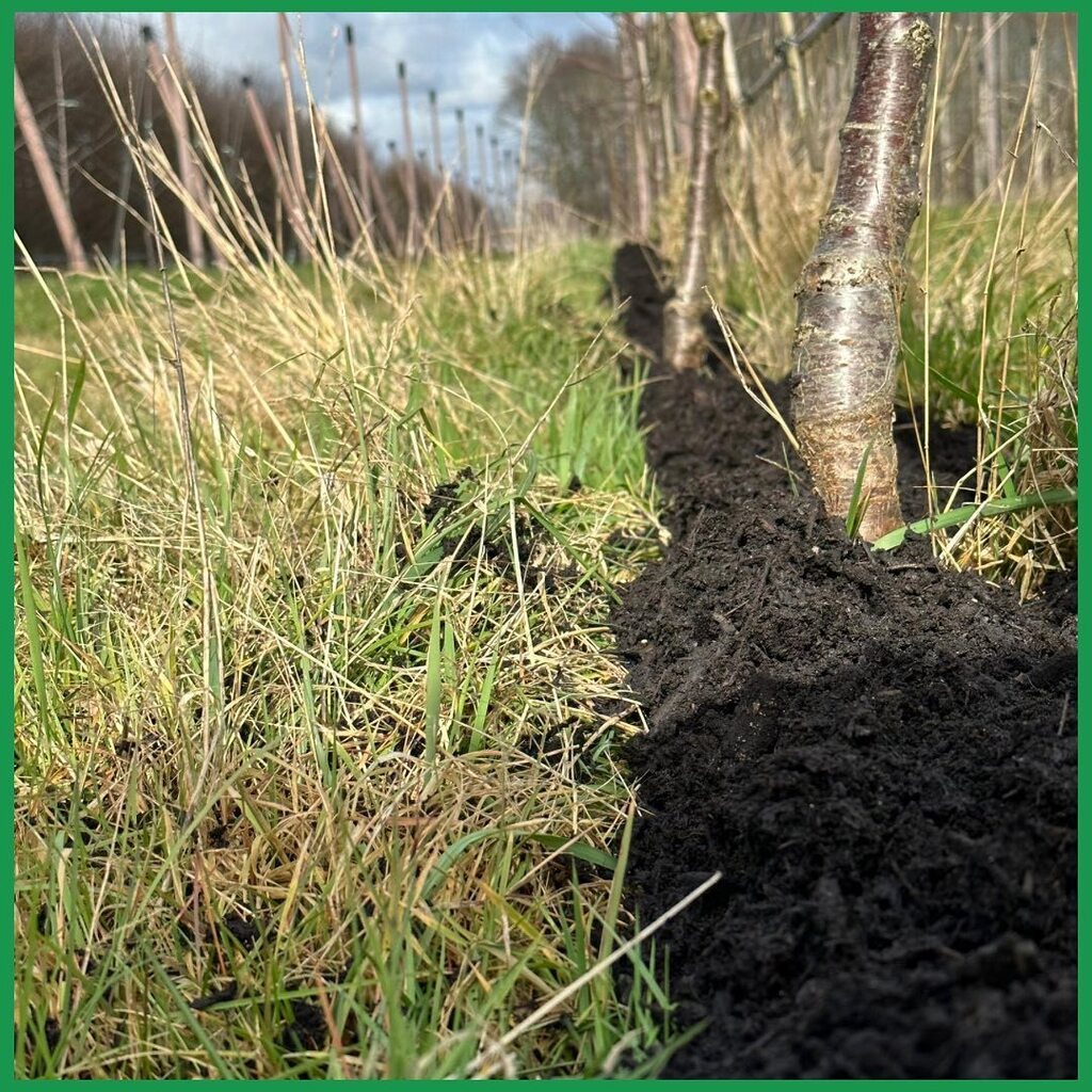 OwletJuice's tweet image. 🍒This morning we gave our cherry trees some lovely, organic compost - getting them as healthy as possible so that the fruit they produce for our cherry juice and PYO season is as nutricious as it is delicious 😋

#regenerativefarming #farmtoglass #farmingwithnature #kentcherr…