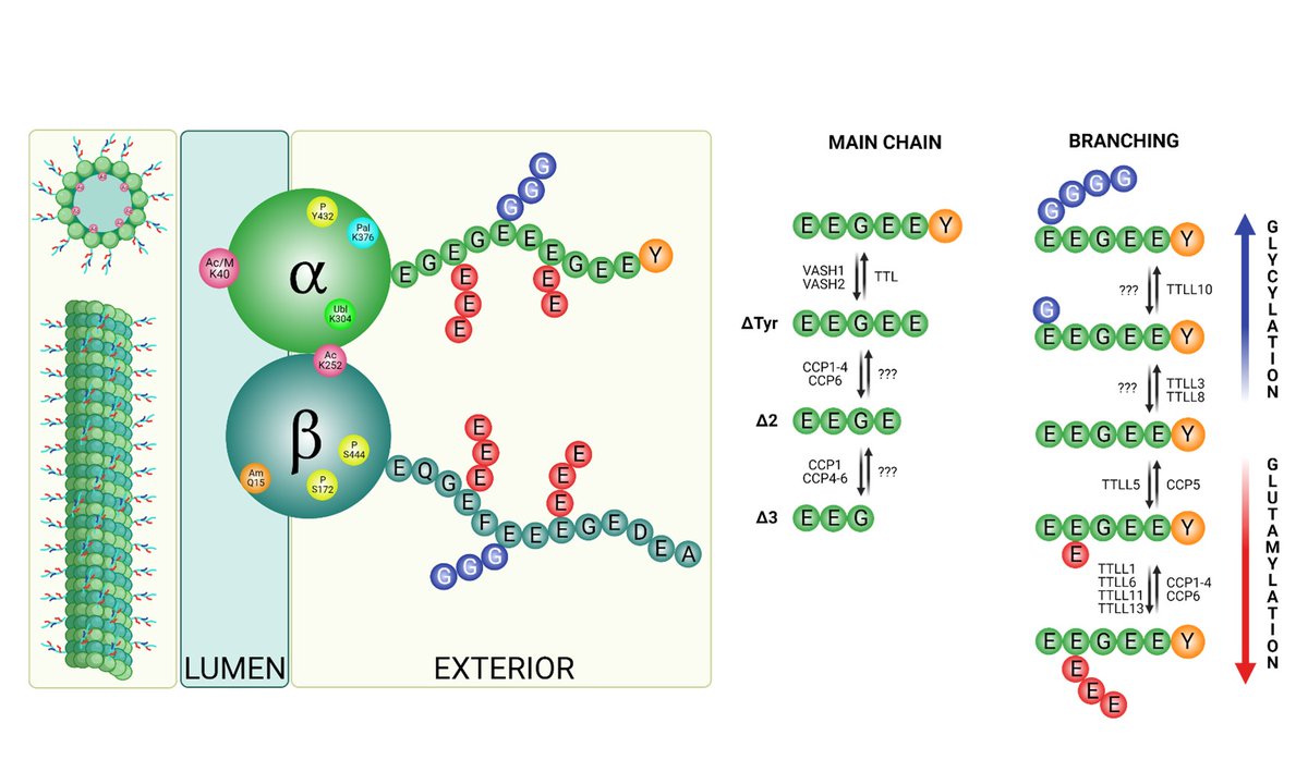 BarinkaLab tweet media