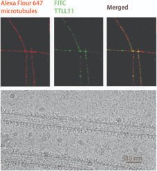 BarinkaLab tweet media