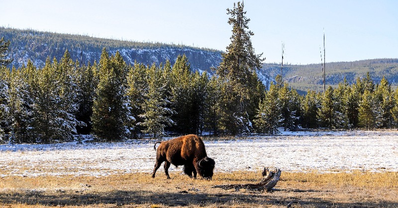 onlyinbozeman's tweet photo. The northern part of Yellowstone National Park is home to abundant wildlife. You may likely see bison, black bear, grizzly bear, big horn sheep, elk, mule deer, pronghorn, moose, and the elusive wolf.
