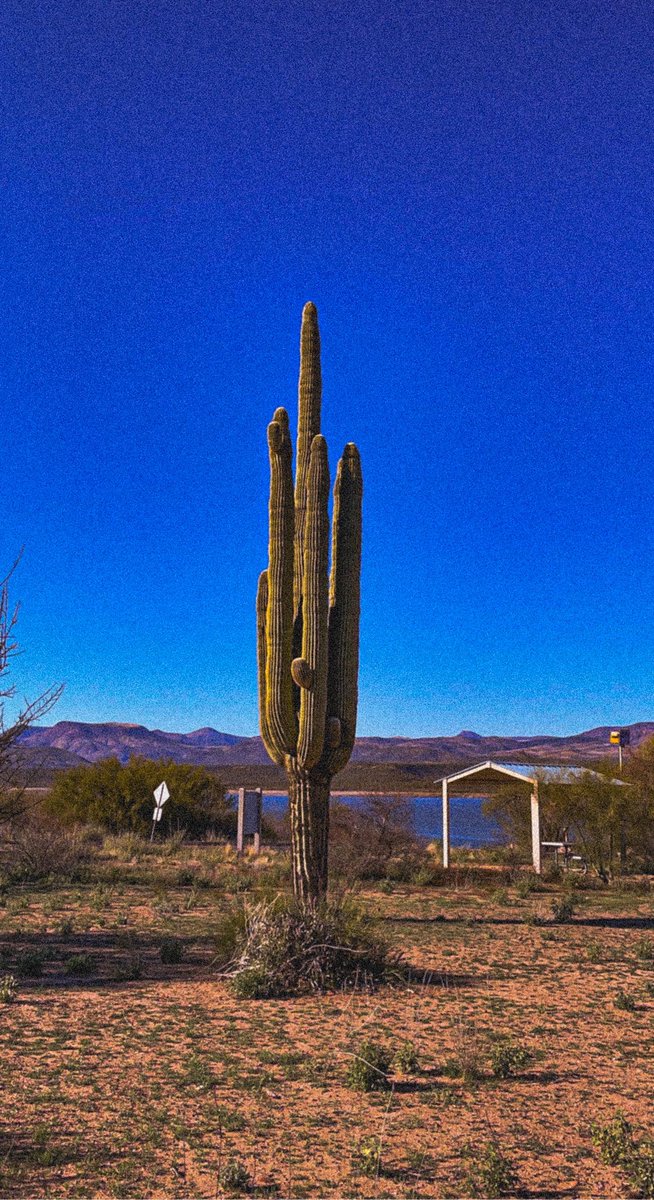 nftJustLife's tweet photo. 🌵Nature is #JustLife https://t.co/Uu7LaiIJEf