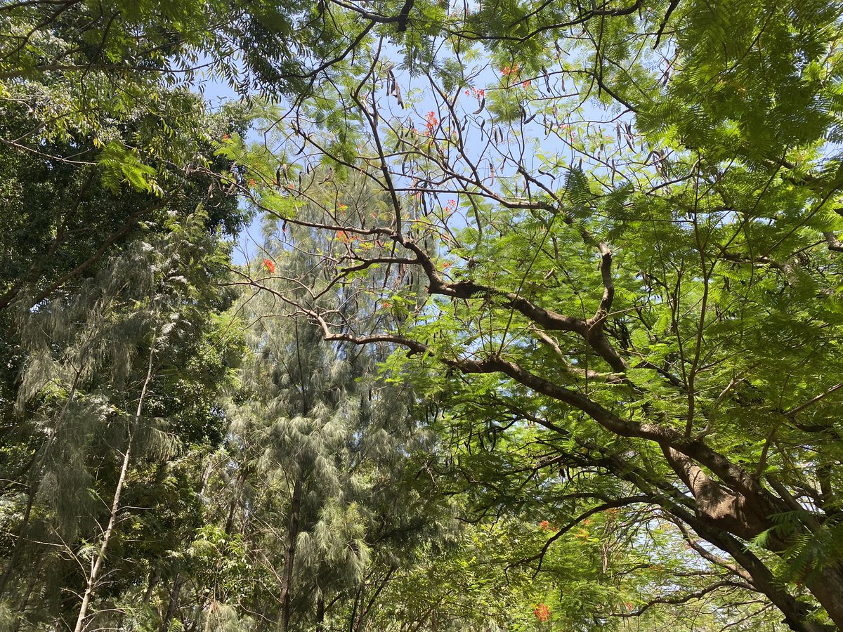 We don’t deserve trees they are so ethereal and generous