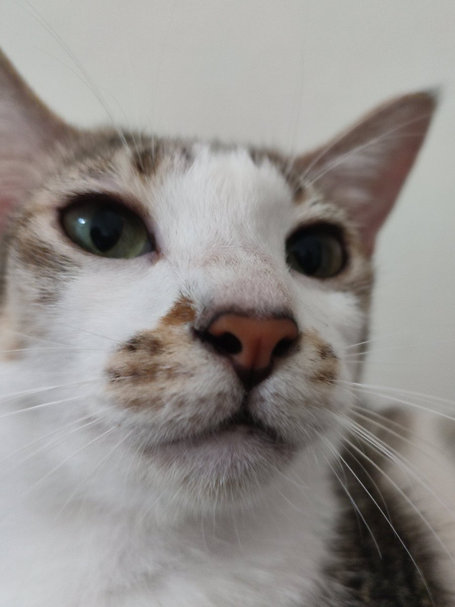 nunetday's tweet photo. Up close and personal🐱 https://t.co/2UizE8TbBm
