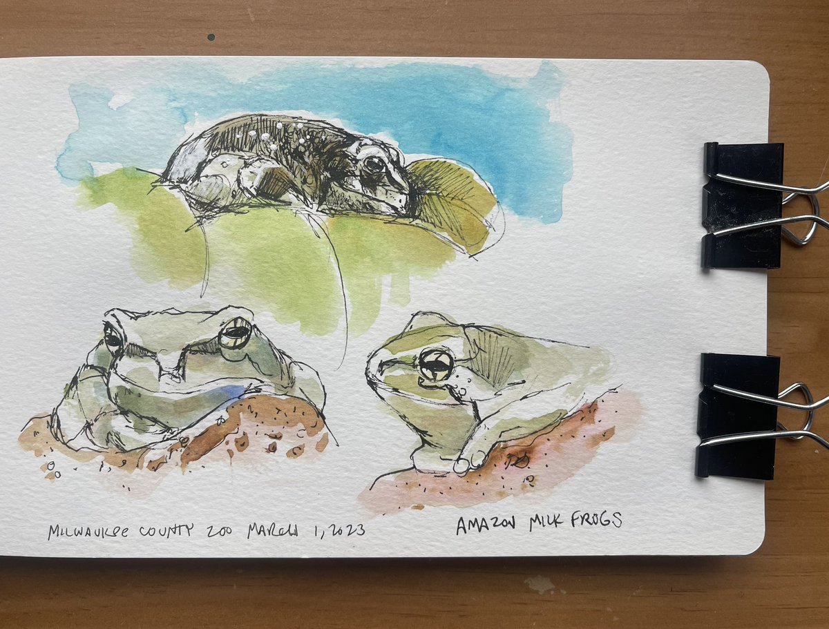 KGjerdset's tweet photo. Sample of quick #zoo #artjournaling pages from my sketchbook. Some are demos and some are created  once the  @InsideWLC students have settled in to their own work. Loving the milk frogs! Such cute creatures! #arteducation @MilwaukeeCoZoo #nature #frogs #jaguar #birds #fish https://t.co/yoiTH9Nt4r