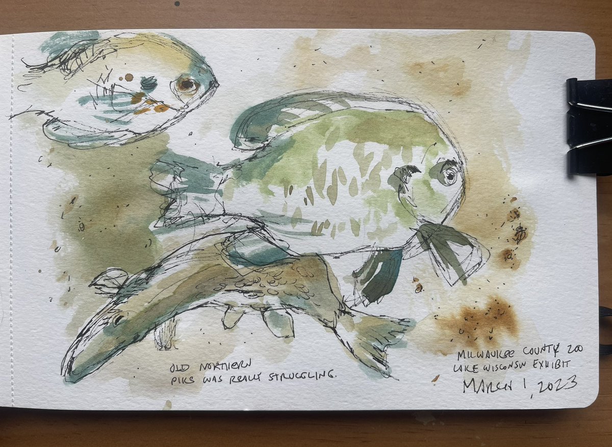 KGjerdset's tweet photo. Sample of quick #zoo #artjournaling pages from my sketchbook. Some are demos and some are created  once the  @InsideWLC students have settled in to their own work. Loving the milk frogs! Such cute creatures! #arteducation @MilwaukeeCoZoo #nature #frogs #jaguar #birds #fish https://t.co/yoiTH9Nt4r