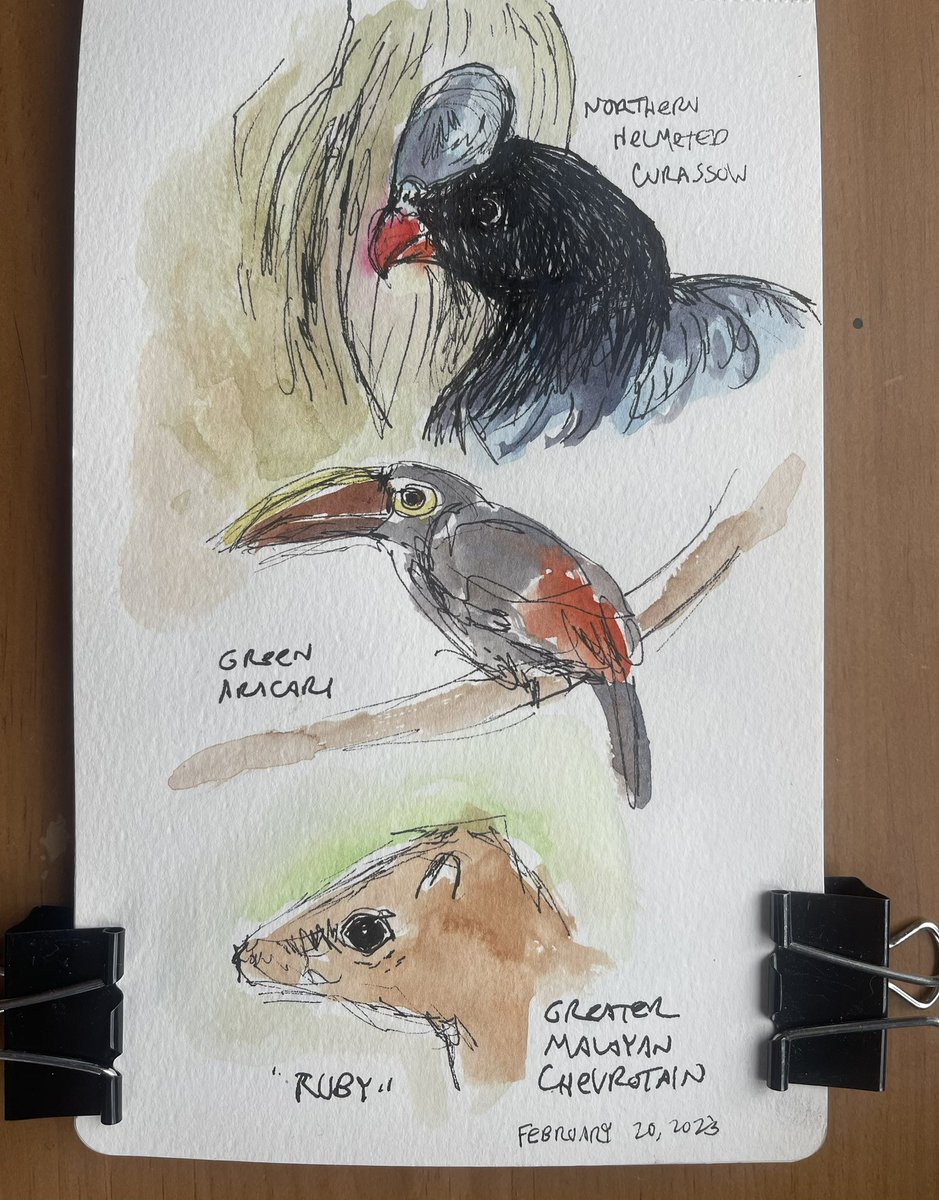 KGjerdset's tweet photo. Sample of quick #zoo #artjournaling pages from my sketchbook. Some are demos and some are created  once the  @InsideWLC students have settled in to their own work. Loving the milk frogs! Such cute creatures! #arteducation @MilwaukeeCoZoo #nature #frogs #jaguar #birds #fish https://t.co/yoiTH9Nt4r