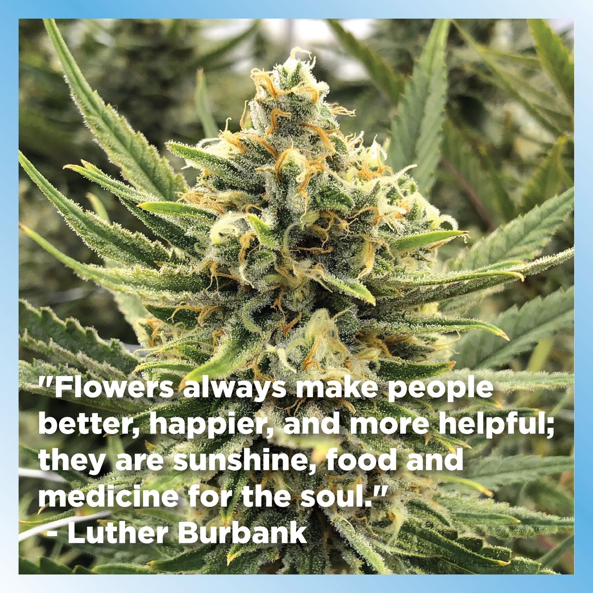 summitextracts's tweet photo. Super Lemon Haze to help you get back on track after daylight savings ☀️🍃
#superlemonhaze #cannabis #flower #wegrewthis #indoorcannabis https://t.co/p4SAKFSYBO