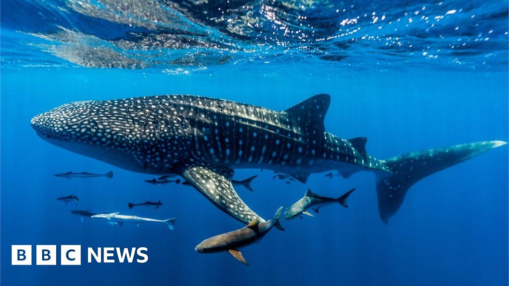 earthwatch_org's tweet photo. After nearly ten years of negotiations, a historic agreement has been reached to protect the world's oceans. The High Seas Treaty aims to help place 30% of the seas into protected areas by 2030, to safeguard and recuperate marine nature. Via @BBC   https://t.co/2W5s0yESZe https://t.co/U7gtDn1ZDA