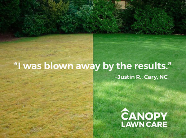 Get a quote and we’ll plant a tree! Canopy Lawn Care offers safer, smarter lawn care to homeowners in the Raleigh and Charlotte areas. bit.ly/3ZHQ1SC #spring #lawncare #letitgrow