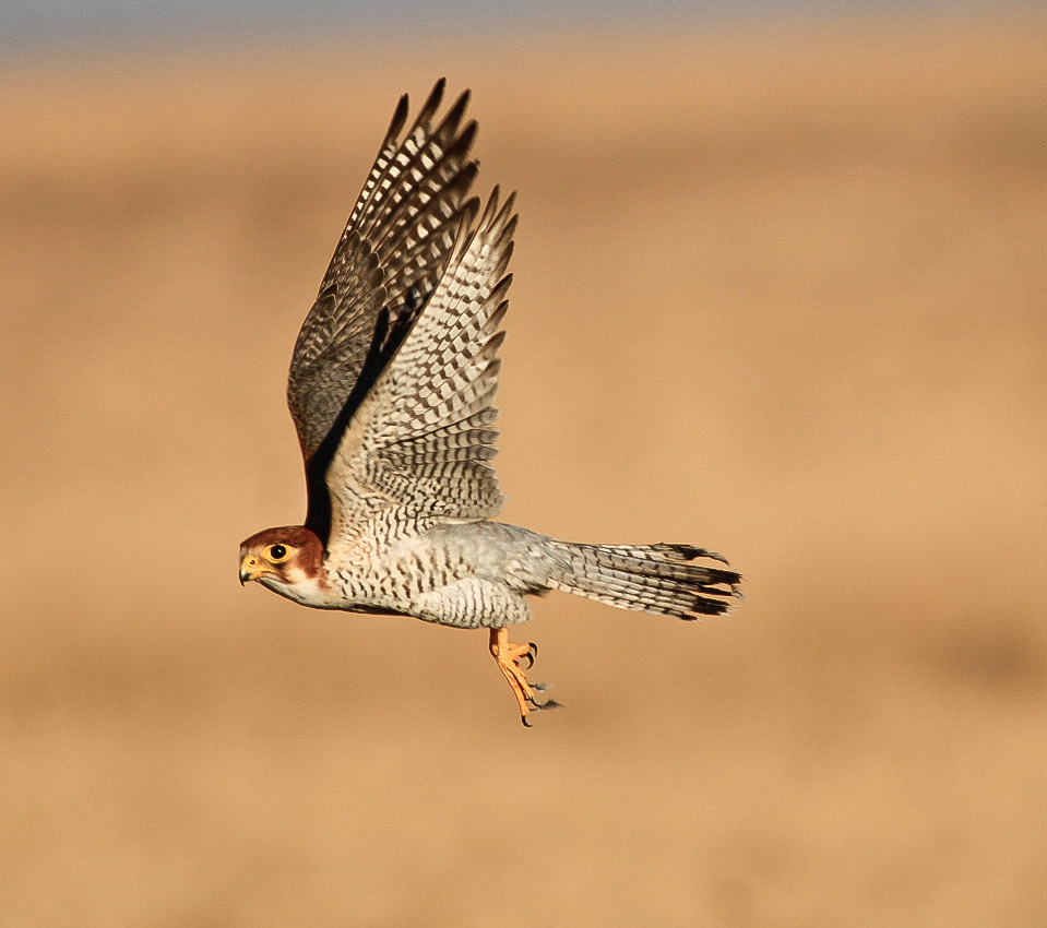 Red Necked Falcon. Jan 2023, Gujarat 

#BirdsSeenIn2023 #birds #birdphotography #birding #birdsinflight #BirdsOfTwitter