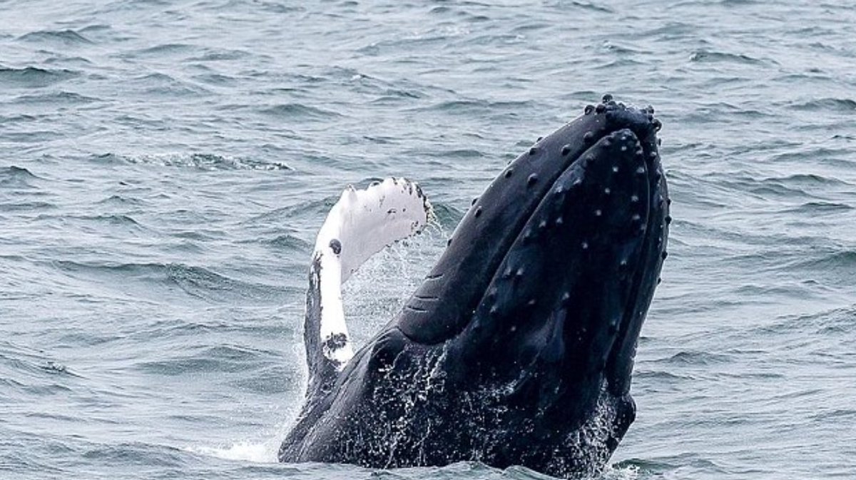 Background on #humpbackwhales off #LBI - Trisha DeVoe shares info on #whalehabits during #saveLBI's @nardistavern #fundraiser. She talks about Squirt and Jerry, 2 whales who, like many human visitors, return each year to feed on our fish-abundant ocean.   buff.ly/3mSFW6T