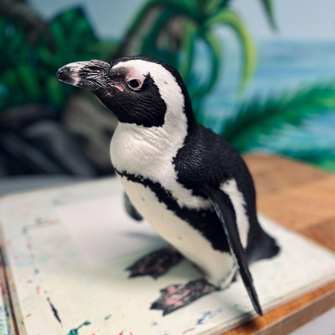 Official_WEM's tweet photo. Come to Marine Life for the show, and leave with lasting memories and new friendships. 🐧
📸: @chimichenga
#wested #westedmontonmall #yeg #yeggers #yegattractions #yegfun #yegtodo #exploreedmonton #edmonton #travelalberta #EdmontonExperience https://t.co/Cdv8KWCsy1