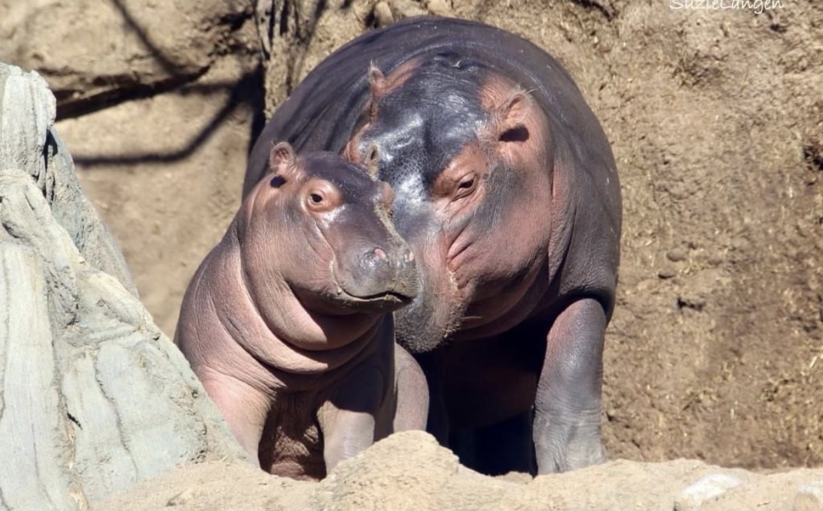 CincinnatiZoo's tweet image. Sweet sibling moment with Fiona and Fritz!