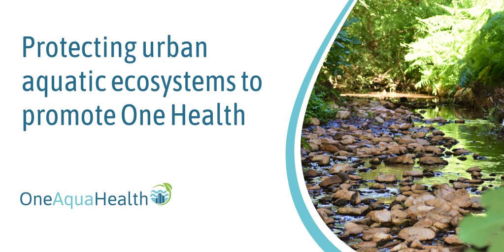OneAquaHealth's tweet photo. Introducing @OneAquaHealth, a @HorizonEU project to safeguard the balance between urban aquatic ecosystem and human health. (Grant Agreement No 101086521)
#onehealth #aquaticecoysystem #urbanenvironment #biodiversity #EUScienceInnov https://t.co/R40zZzECaG