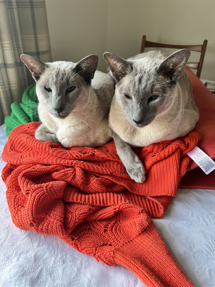 vickiClark74's tweet photo. Bluey and Mali are poised and ready for regular Barkley Marathons updates @keithdunn #bm100 #kittykontent #Barkleycats https://t.co/EDKhTh492T