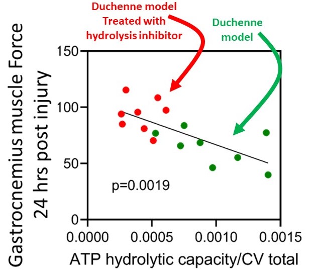 Orian Shirihai (@orianshirihai) on Twitter photo <a href="/embojournal/">The EMBO Journal</a> Most exciting, the extent of ATP hydrolysis is reciprocal to loss of muscle force in a Duchenne Muscular Dystrophy model. Inhibition of ATP hydrolysis (red dots) prevents loss of muscle force. embopress.org/doi/full/10.15… <a href="/embojournal/">The EMBO Journal</a> Most exciting, the extent of ATP hydrolysis is reciprocal to loss of muscle force in a Duchenne Muscular Dystrophy model. Inhibition of ATP hydrolysis (red dots) prevents loss of muscle force. embopress.org/doi/full/10.15…