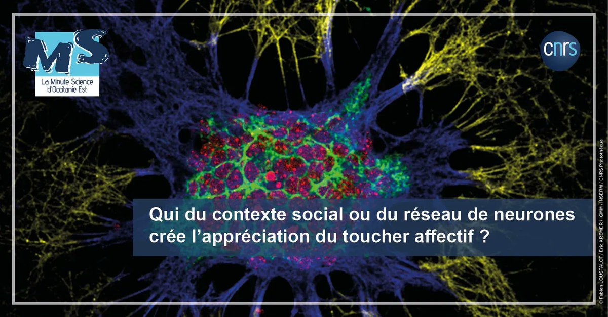 CNRS_OccitaniE's tweet image. 🧠  #MinuteScience | Le toucher affectif est-il une construction mentale basée sur un contexte social ou bien un sens à part entière, assuré par l’activation d’un réseau de neurones spécialisés ?

➡️ buff.ly/41C9k1a 
 
#IGF @cnrs @umontpellier @InsermOccMed