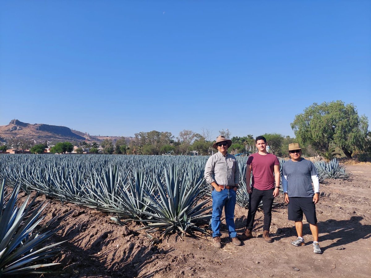 MassSpecMex's tweet photo. Sampling #agave plants today for ⁦@Zulref⁩ PhD project https://t.co/l4ljeQHo7l