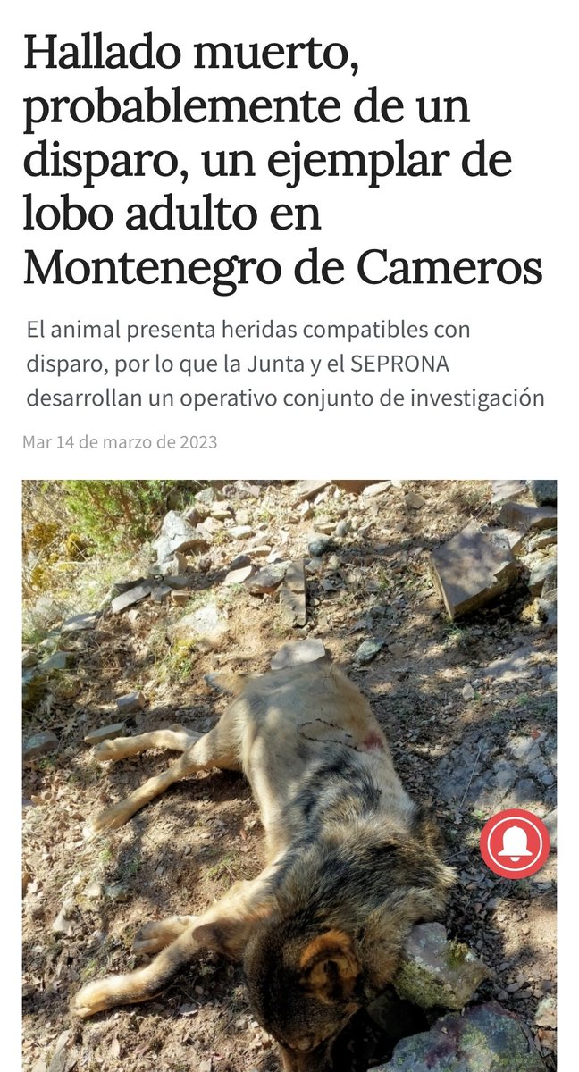 ascel_lobo's tweet photo. Hallan muerto un lobo en #Soria presuntamente muerto por disparo
La caza ilegal es su principal causa de mortalidad en todo el mundo. 
Hacemos un llamamiento a la ciudadanía para colaborar con autoridades @guardiacivil @jcyl para sancionar penalmente a los culpables del delito https://t.co/XIhheQ7EqS