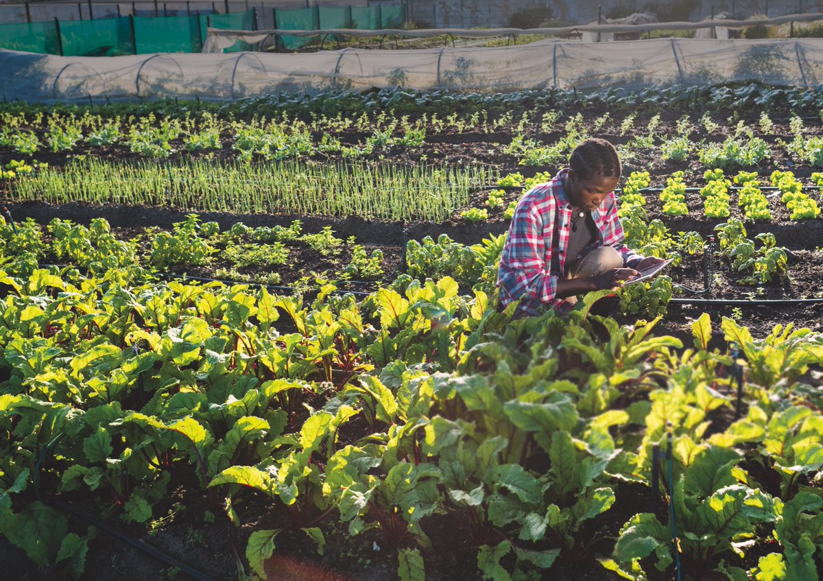 shambanetwork's tweet photo. Smallholder farmers face numerous challenges in achieving high levels of productivity and profitability. In this thread, we'll explore some productive things that smallholder farmers can do to overcome these challenges. 
(short thread) 🧵 https://t.co/9U25zLs6kI
