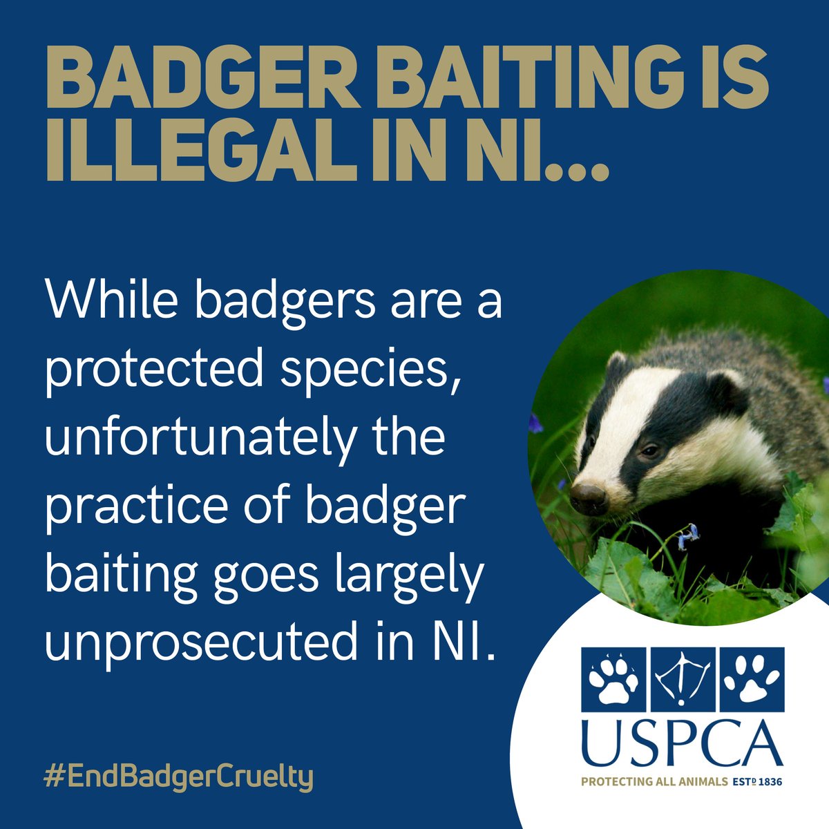 Northern Ireland falls behind the rest of the U.K due to the legality of hunting with dogs. Badger Baiters hide behind this smokescreen to get away with a brutal crime.

#EndBadgerCruelty #EndBadgerBaiting #USPCA