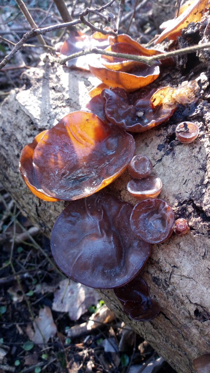 The last ? frosty tweet. Pictures from weekend. #Judasohr #MuErr #AuriculariaAuriculaJudae #WoodEar #Pilze #Mushroom #Fungi