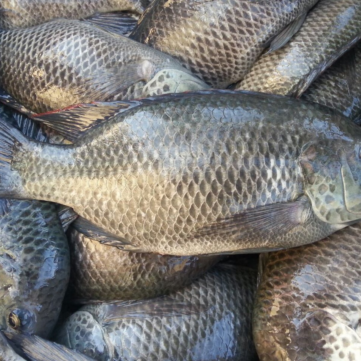 Opening the training, Dr. <a href="/solangeuwituze/">Solange Uwituze</a> appreciated the event attendees for their contribution to fishery development. She further urged them to work relentlessly to meet the government target of 127,000Mt of fish production by 2035.