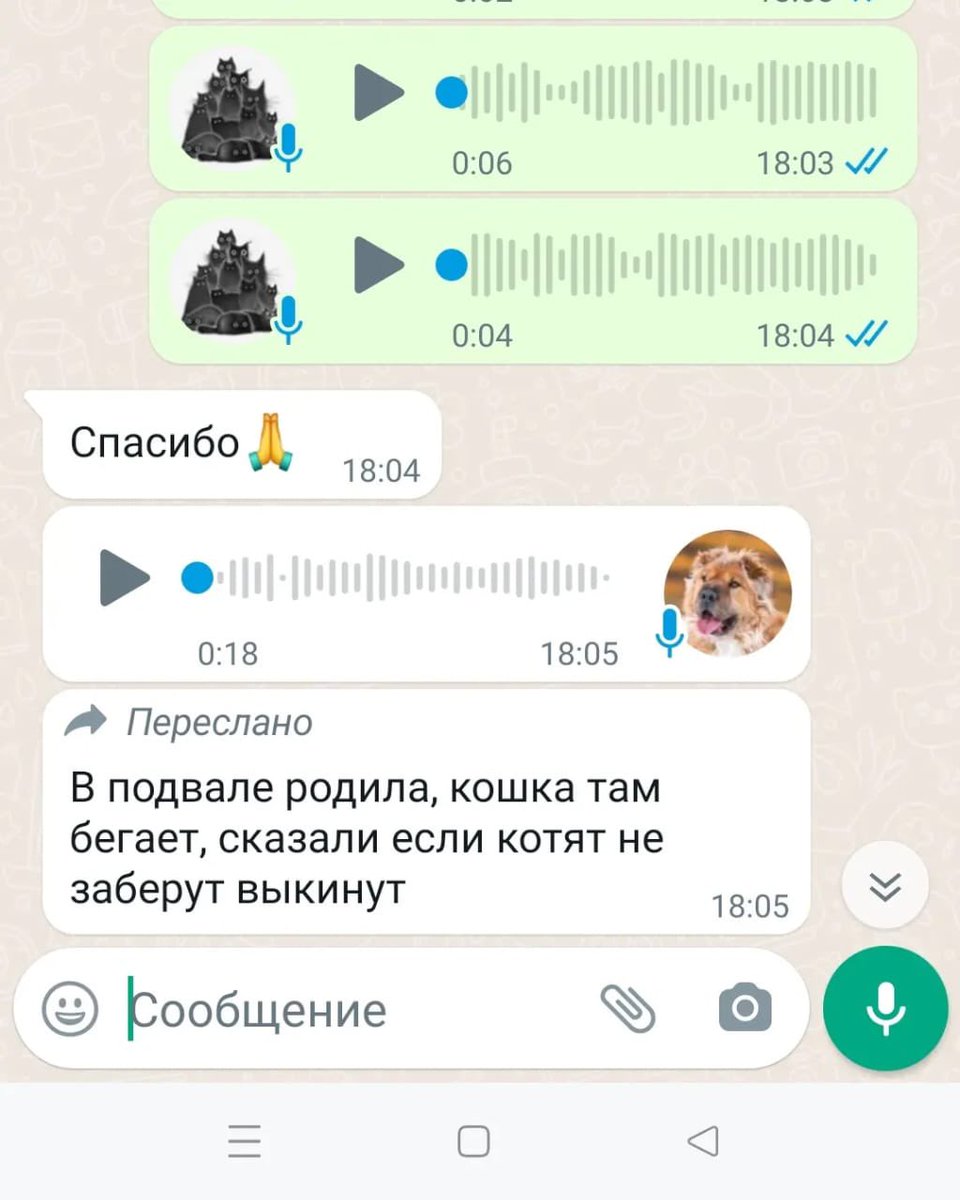 Москва, Братеево! Помогите котятам не умереть! Кошку с котятами подбросили в детский сад, директор дала два дня на их пристройство 😭 за телефоном пишите мне в личку или отпишите в комменты, я сама вам скину, пожалуйста, давайте спасем хотя бы котодетей 😞