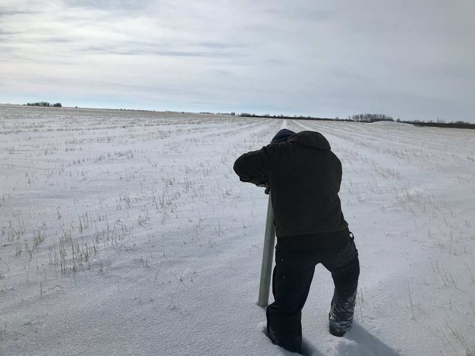 Had the opportunity to briefly dig into some snow near Consort AB yesterday (thanks for the invite <a href="/GouldRanching/">Matthew A. Gould</a>!)  We checked out adjacent lentil and stripped wheat stubble fields and found some impressive differences #WestCdnAg #KnowYourSnow 🧵1/8
