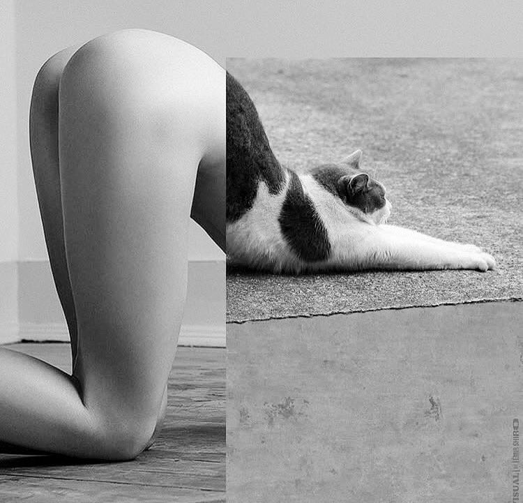 Caro69cr's tweet photo. "Un gato jamás se haría amigo de alguien incapaz de amarlo. Los gatos no se equivocan con las personas".

-Amos Oz https://t.co/m0HUtNrq0y