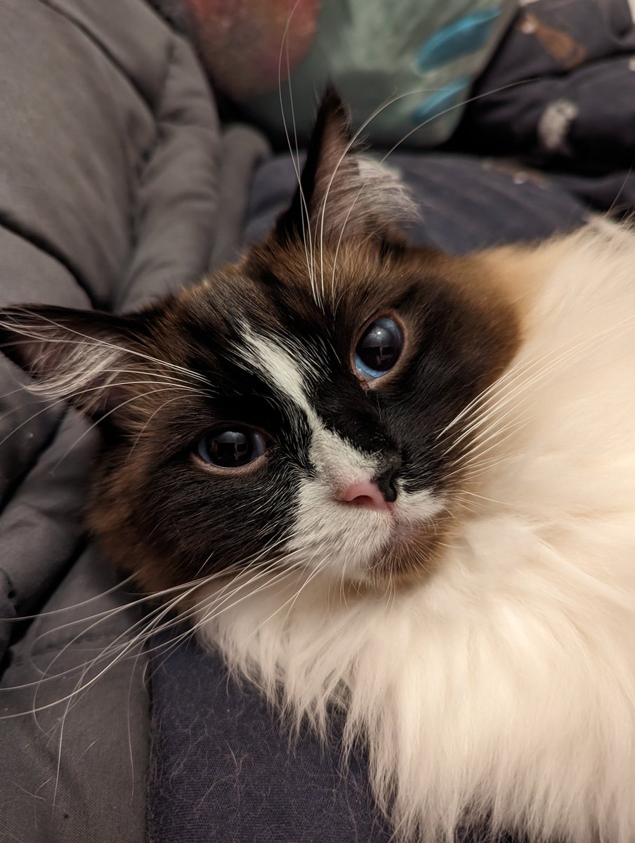 lydiainsane's tweet photo. @chloemetzger Mother of cats. https://t.co/8ZebBIb2Kj