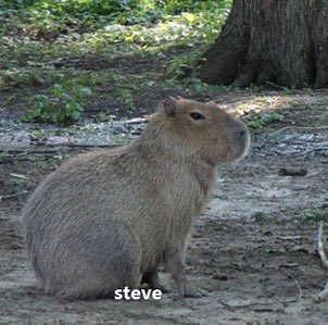 CAPYBARA MAN tweet media