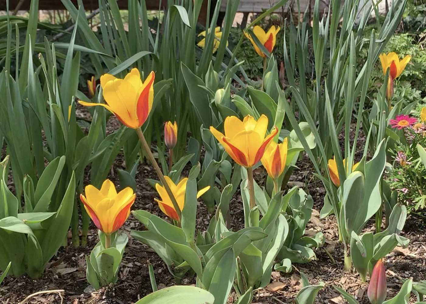 Descanso Gardens on Twitter "🌷 Tulip update 🌷 Due to recent cold