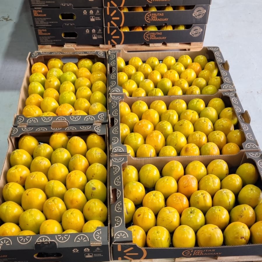 ✅️El destino de la fruta es Valencia 🇪🇦 y el proyecto apunta a enviar 15 contenedores