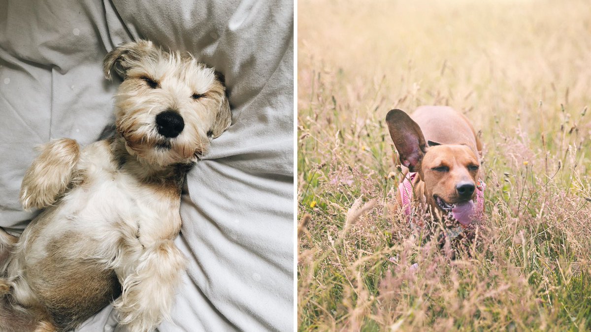 tailsdogfood's tweet photo. The #weather lately has been a little crazy! Is your pup a #bedhead or a #windwarrior? https://t.co/CieEWY6BcE