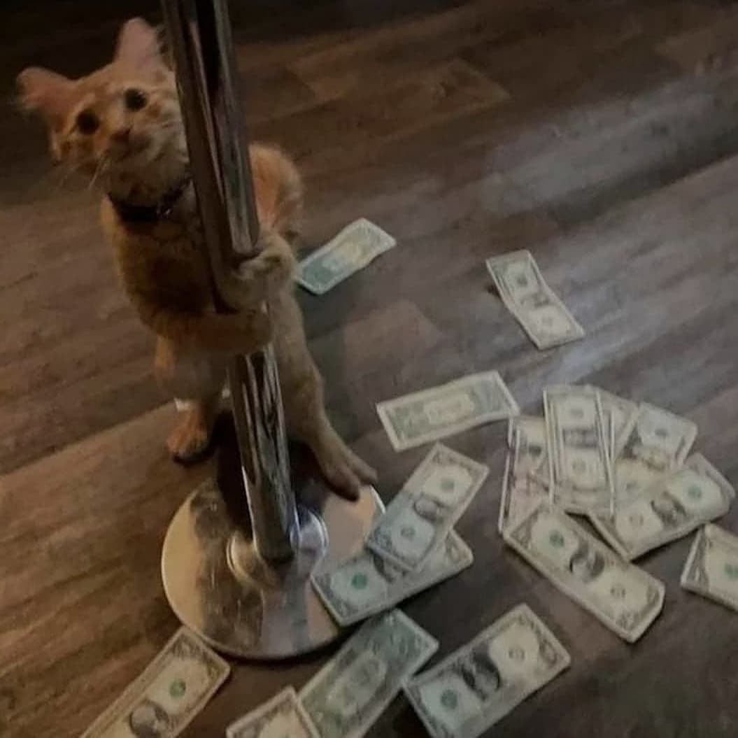 Alcony6's tweet photo. #kocurki #kotki #mainecoon #l4l #kitki #dachowiec #fyp #funny #adorable #cat #kitty #animal #dogs #pies #beautiful #dog #cats #funnycats #koty #aesthetic #kot #animals #family #piesek #zwierzęta #alcony https://t.co/VLb0cyWJir