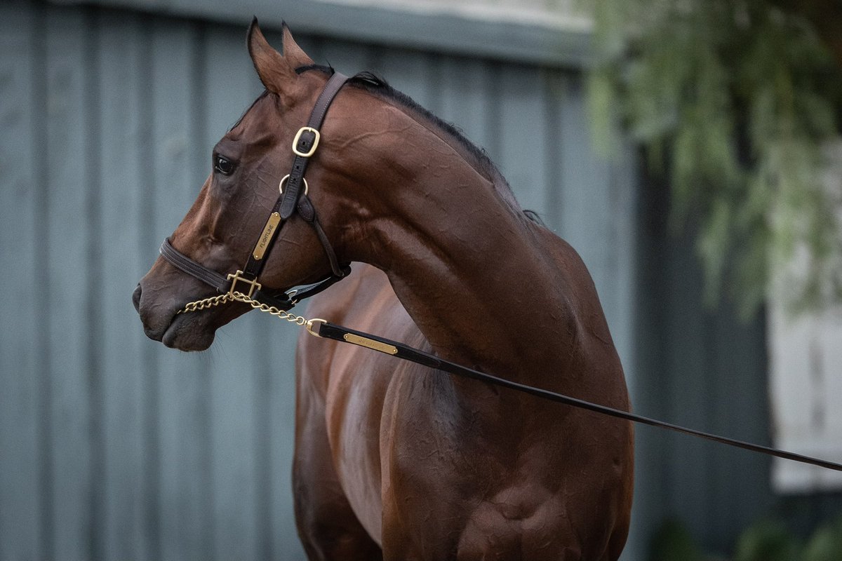 Hronis_Racing's tweet photo. In honor of Flightline’s birthday, we’re looking back at some special moments from his career! 🤩

📸 Katie Jones, Eclipse Sportswire, and Benoit Photo https://t.co/V3xsmV6MGb