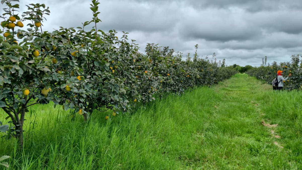 El Ing. Agr. Rodrigo González presidente del #SENAVE, participa de la recorrida técnica de una parcela productora de Caqui en la localidad de Santa María, Misiones

✅Se ultiman los detalles para concretar la primera exportación de Caqui 🇵🇾 a Europa