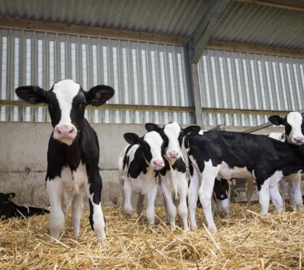 Bullwise tweet media