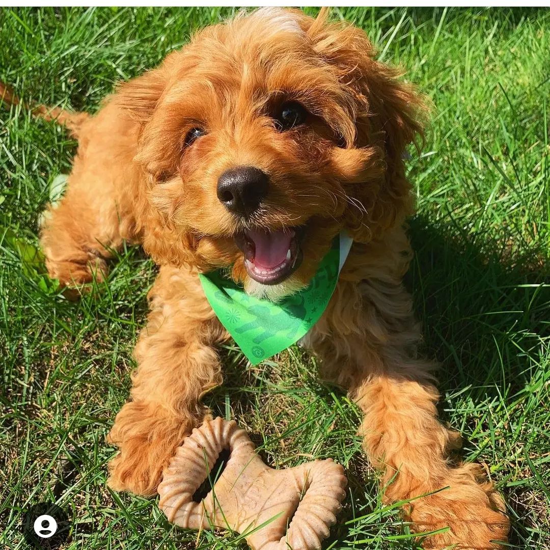 EvolvePetFood's tweet image. Spring means fun time outside! Evolve Pawtner @darling.layla.poo is ready to play! What activities are you looking forward to this Spring? 

#EvolvePets #ChooseEvolve #SpringtimeFun