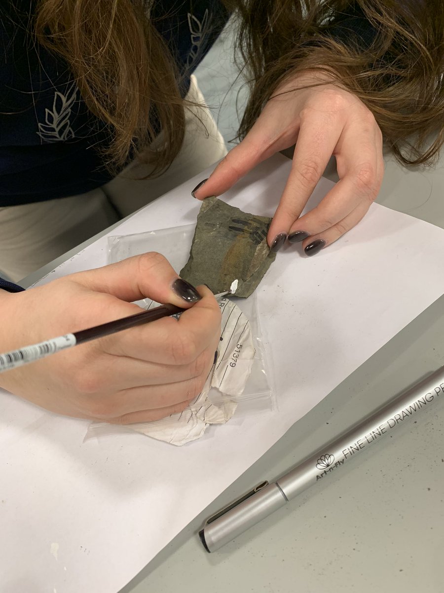 Katie O'Dea (@katieodea9) on Twitter photo #Fossil #curation today with <a href="/AKnetge/">Antonietta Knetge</a> and <a href="/Bcatarinapteris/">Catarina Barbosa</a> These specimens were collected by <a href="/JenniferMcElwa3/">Jennifer McElwain</a> and team in Greenland in 2004. #Fossil #curation today with <a href="/AKnetge/">Antonietta Knetge</a> and <a href="/Bcatarinapteris/">Catarina Barbosa</a> These specimens were collected by <a href="/JenniferMcElwa3/">Jennifer McElwain</a> and team in Greenland in 2004.