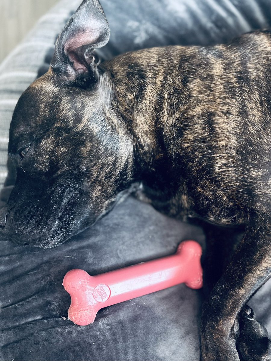 He finally chewed himself into submission with his new nylon bone! #Staffordshirebullterrier #DogsofTwittter #Dogs #bullybreeds @pitbullsad @Staffie_Lovers @dog_rates