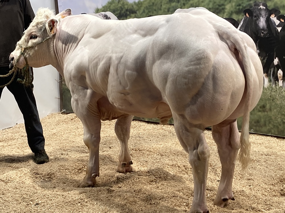 progressivegen's tweet photo. BBG Elk De Boulogne BB7278
An outstanding Belgian Blue sourced from the BBG breeding program.
Calving ease and short gestation in one package.
Exceptional satisfaction with 1st crop of calves.
#Progressivegenetics #Dairybeef https://t.co/Vd1ZBSJMhP